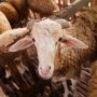4 Tips Mengolah Daging Kambing dengan Aman untuk Asupan Nutrisi Maksimal