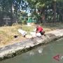 Peringatan untuk Warga Surabaya, Jangan Nekat Buang Rumen Hewan Kurban di Sungai