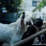 Hewan Kurban Pilih Jantan atau Betina? Ketahui yang Paling Utama Menurut Syariat
