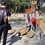 Jan Ethes Hibahkan Kura-kura Lucu untuk Koleksi Satwa Solo Safari