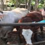 6 Fakta Warga Gunungkidul Terjangkit Antraks Usai Konsumsi Daging Ternak