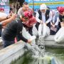 Bermanfaat untuk Cegah Stunting, Gubernur Khofifah Dorong Peningkatan Budidaya Ikan Lele