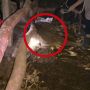 Geger Penyakit Antraks Tewaskan 3 Orang Di Gunung Kidul, Guru Besar FKUI Angkat Bicara