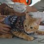 Vaksinasi Rabies Hewan Peliharaan di DKI Jakarta