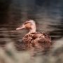 Apa Itu Duck Syndrome yang Viral di TikTok? Kelihatan Hidup Sempurna, Aslinya Cuma Pura-Pura Bahagia