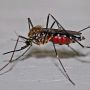 Ciri-ciri Nyamuk Anopheles Penyebab Malaria yang Suka Hidup di Genangan Air