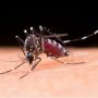 5 Fakta Menarik Nyamuk Wolbachia, Ternyata Berhasil Turunkan Kasus DBD Hingga 77 Persen