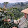 Kampung Kopi Konservasi Binaan PLN IP Mrica PGU Mampu Cegah Erosi Tanah Juga Sejahterakan Warga