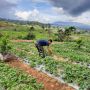 Kehadiran Agrowisata Strawberry Mampu Tingkatkan Perekonomian Masyarakat Jorong Kayu Jao