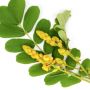 4 Manfaat Potensial Daun Senna bagi Kesehatan yang Jarang Diketahui