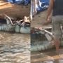 Diduga Memangsa Sapi, Buaya Sepanjang 5 Meter di Ketapang Ditangkap Warga