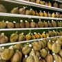 Tak Perlu Menunggu Musim, Outlet Ini Selalu Sajikan Durian Lokal dan Impor Fresh dan Frozen