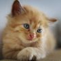 Wajib Tahu, 3 Cara Mudah Membuat Kucing yang Sedih Kembali Bahagia