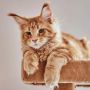 3 Penyebab Ailurophobia, Rasa Takut Secara Belebihan pada Kucing