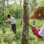 OMG Serap Aspirasi dan Beri Sejumlah Bantuan ke Petani Karet di Way Kanan
