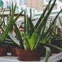 5 Tips Merawat Tanaman Lidah Buaya agar Daunnya Tebal, Tertarik Mencobanya?