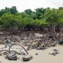 Kekuatan Tersembunyi Mangrove: Bisakah Jadi Solusi Iklim Jangka Panjang?