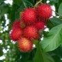Mampu Mengatasi Uban, Inilah 4 Manfaat Daun Rambutan bagi Kesehatan!