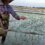 Unik! Bukan Mundur atau Maju, Petani Ini Tanam Padi Pakai Cara Dilempar