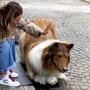 Pria Jepang Ini Rela Rogoh Kocek Rp214 Juta Demi Bisa Jadi Anjing