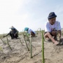 8 BUMN Karya Kolaborasi Tanam Mangrove Hingga Kembangkan UMKM