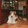 Terungkap! 10 Ras Anjing yang Paling Mudah Dilatih, Cocok untuk Pemula