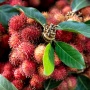 6 Manfaat Daun Rambutan bagi Kesehatan, Bantu Redakan Sakit Kepala