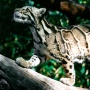 Peringatan Hari Macan Dahan Internasional, Berikut 3 Fakta Unik Satwa Ini
