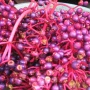 4 Manfaat Potensial Buah Parijoto bagi Kesehatan, Bantu Atasi Sariawan
