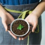7 Manfaat Air Cucian Beras untuk Pertumbuhan Tanaman yang Jarang Diketahui