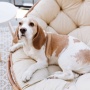 Ingin Menitipkan Anjing Peliharaan ke Pet Hotel? Siapkan 6 Hal Ini
