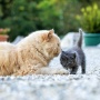 6 Tips agar Kucing Senior Mau Menerima Kucing Baru