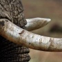 Kronologi Warga Sragen Temukan Fosil Gading Gajah Purba, Dapat Imbalan Rp1 Juta