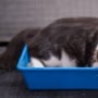 10 Cara Mencegah Kucing Kencing Sembarangan di Rumah, Kamu Sudah Tahu?