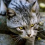 Cat Lovers Wajib Tahu, Ini 6 Alasan Kucing Kabur dari Rumah