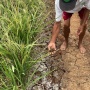 Kemarau Panjang, Petani Mustikasari Bekasi Keluarkan Uang Rp400 Ribu Demi Mengairi Sawah
