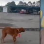 Pria Kalungkan Bendera ke Leher Anjing di Bengkalis Terancam 5 Tahun Penjara dan Denda Rp500Juta