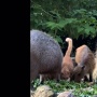 Lama Tinggal di Kandang Kapibara, Kucing 'Oyen' di Malaysia Akhirnya Punya Papan Nama Sendiri