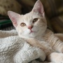 Cat Lover Merapat! Ini 6 Tips agar Bulu Kucing Berwarna Putih Tetap Bersih