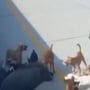 Dikejar Anjing Pemburu, Babi 'Melarikan Diri' Masuk Tol Pekanbaru-Bangkinang