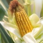 5 Jenis Sayuran yang Bisa Tumbuh saat Musim Kemarau, Ada Jagung hingga Tomat