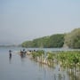 Tekan Emisi Karbon, Pertamina Patra Niaga JBT Lakukan Tanam Mangrove di Semarang
