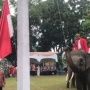 Detik-detik Tiga Gajah di Riau Kibarkan Bendera Merah Putih
