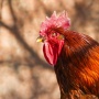 Tanda Ayam Berkokok Jam 12 Malam Menurut Primbon, Tak Melulu Berarti Hal Buruk