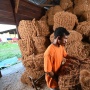 Berkat Pendampingan Antam, Produksi Petani Kelapa di Maluku Utara Meningkat