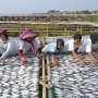 Bantu Nelayan Lewat Praktik Pengolahan Ikan dan Beri Bantuan ke Warga di Banten