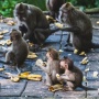 Australia Minta Warganya Waspada Rabies Monyet di Bali, Dispar Anggap Wajar