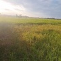 Kementan Upayakan Pompanisasi untuk Selamatkan 250 Hektare Sawah di Sulsel