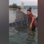 Hiu Tutul Terperangkap Nelayan di Aceh, Langsung Dilepas ke Laut