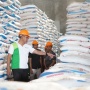Amankan Stok, Pupuk Indonesia Sediakan 936.152 Ton Urea dan NPK Subsidi